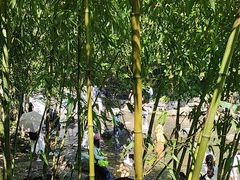 -石台牯牛降景区