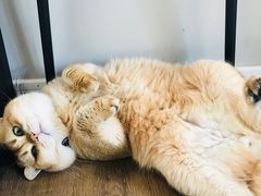 -东方名猫馆·英短金渐层布偶猫舍(环线广场1号楼店)