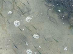 -北海金海湾红树林生态旅游区