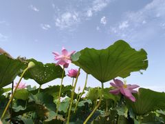 -洪湖生态旅游区