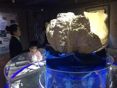 -贝壳梦幻世界
