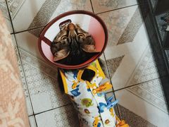 -伟伟宠物医院·CT影像中心·瑞派犬猫综合性门诊(汉口总院)