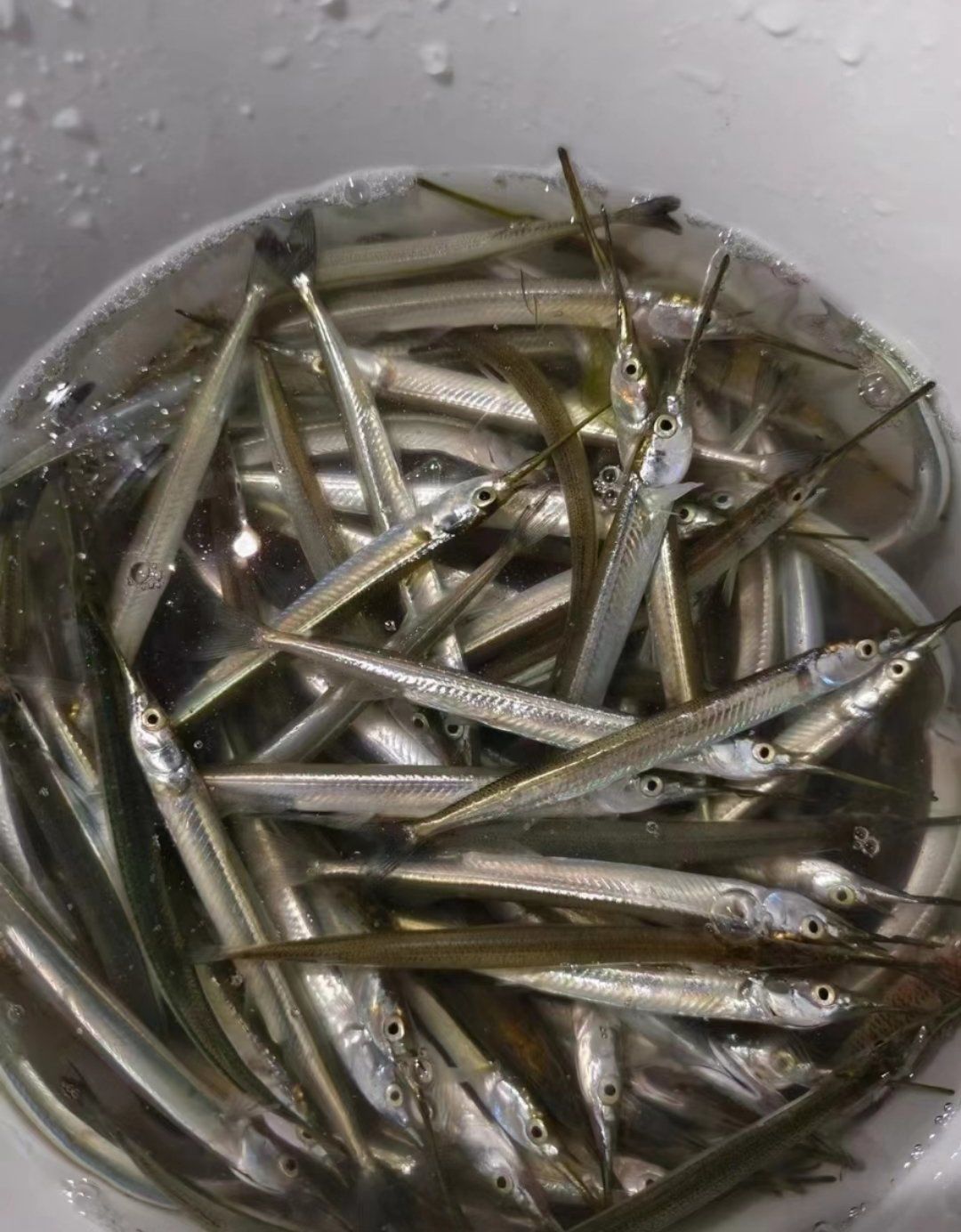 剑鱼怎么会在湖水生活啊?不过味道很棒噢