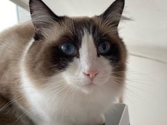 -Catmate·猫肥家润(金润铂宫店)