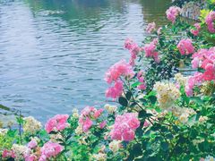 -朝阳公园