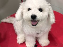 -小呆的宠物店·宠物售卖·宠物寄养(城西店)