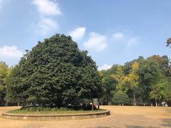 -灵谷景区