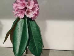 -四川大学博物馆