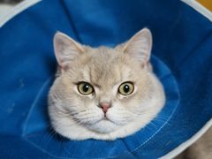 -天使宠物医院·犬猫分诊(彩虹店)