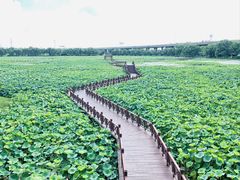 -荷塘月色湿地公园·向阳花洲