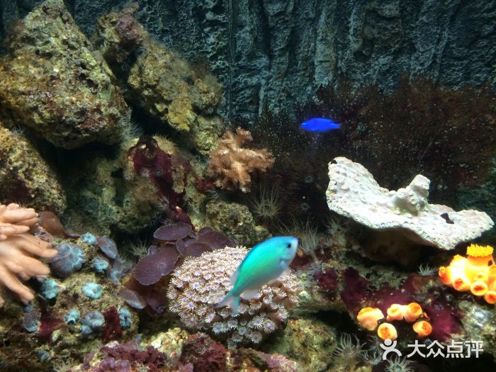 北戴河圣蓝海洋公园图片