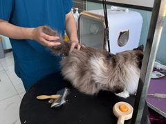 -嘉馨宠物医院·CT影像转诊·心脏科·犬猫全科诊疗中心(下沙大学城院区)