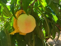 -老袁家蜜桃农场·阳山水蜜桃