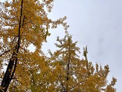 -重庆中央公园(渝北区)