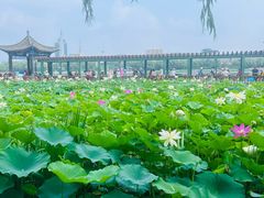 -莲花池公园