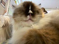 -平行世界·猫咖(首经贸店)