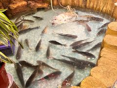 -东北大院·东北菜(三台子店)