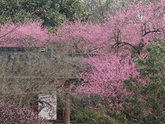 -杭州植物园