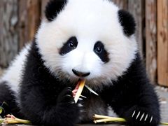 -深圳野生动物园