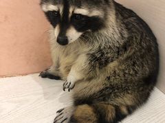 -浣熊柯尔鸭土拨鼠·电玩咖