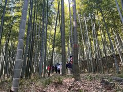 -莫干山风景区
