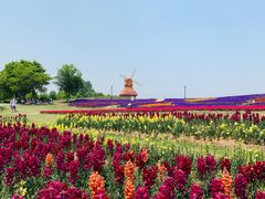 -杭州湾海上花田景区