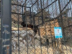 -大连森林动物园