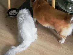 -爱侣宠医·鹦鹉专科·小型哺乳类·异宠专科(灵石路店)