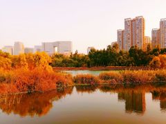 -五缘湾湿地公园