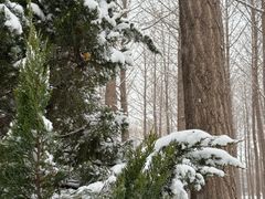 -石家庄市植物园