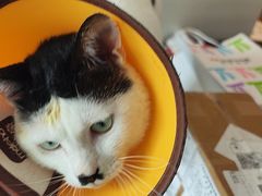 -御宝贝·A梦猫科宠物医院(国际猫友好医院)