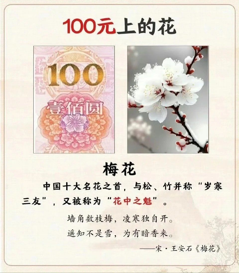 0元玩转这座城 钞票上的花都是些什么花