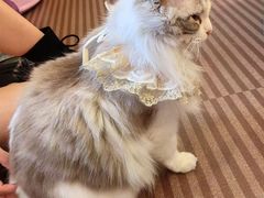 -MOCHA明星猫咖(田子坊店)