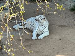 -西霞口神雕山野生动物世界