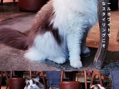 -咖法森林·咖啡  酒吧(天河店)