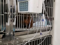 -美联众合动物医院·24h京西诊疗中心