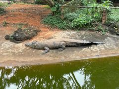 -海南热带野生动植物园