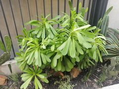 -南山植物园