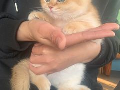 -东方名猫馆·英短金渐层布偶猫舍(环线广场1号楼店)