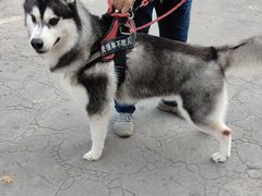 -宠福鑫康馨动物医院·骨科·眼科