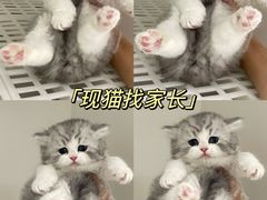 -lincat·猫舍(广州店)