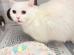 -FAELING PETS美天灵宠物(富力广场店)