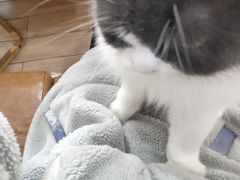 -李小姐の猫咖啡馆(五角场店)