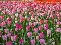 -绿韵花艺鲜花店(解放南路店)