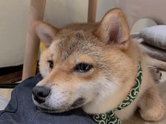-逗柴咖啡屋·狗咖猫咖宠物桌游