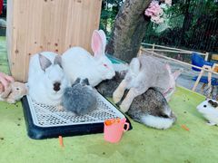 -观澜湖生态运动公社