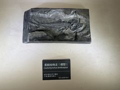-安徽省地质博物馆