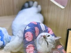 -屋虎猫馆(宝安大仟里店)