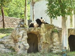 -卧龙中华大熊猫苑神树坪基地