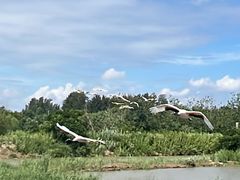 -盐城丹顶鹤湿地生态旅游区